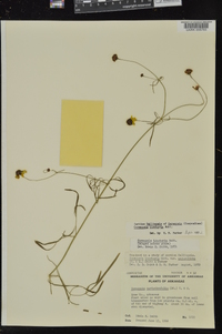 Coreopsis tinctoria image