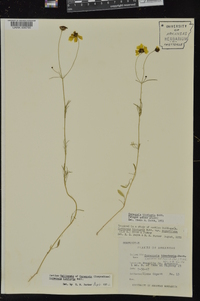 Coreopsis tinctoria image