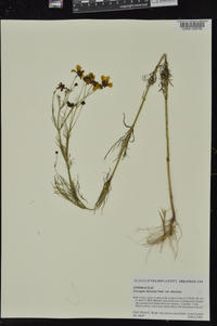 Coreopsis tinctoria image