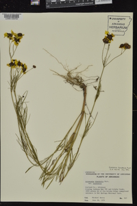 Coreopsis tinctoria image