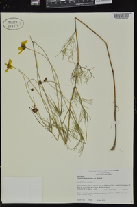 Coreopsis tinctoria image