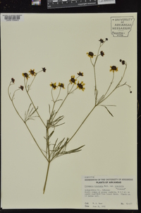 Coreopsis tinctoria image