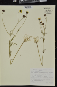 Coreopsis tinctoria image