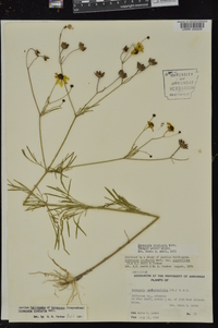 Coreopsis tinctoria image