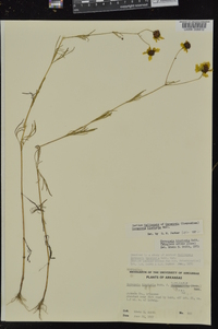 Coreopsis tinctoria image