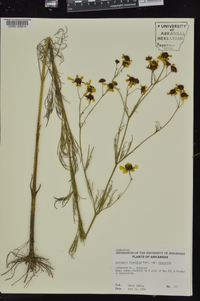 Coreopsis tinctoria image