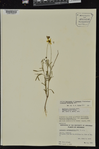 Coreopsis tinctoria image