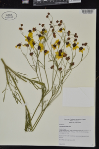 Coreopsis tinctoria image