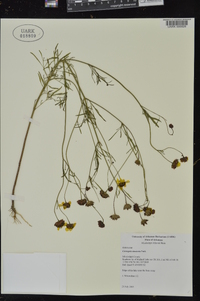 Coreopsis tinctoria image