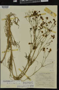 Coreopsis tinctoria image