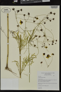 Coreopsis tinctoria image