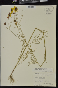 Coreopsis tinctoria image