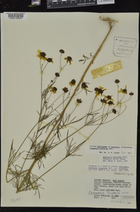 Coreopsis tinctoria image