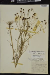 Coreopsis tinctoria image