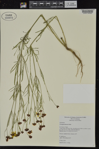 Coreopsis tinctoria image