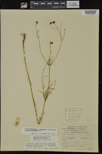 Coreopsis tinctoria image