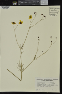 Coreopsis tinctoria image