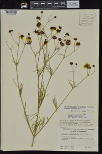 Coreopsis tinctoria image