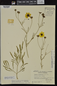 Coreopsis tinctoria image