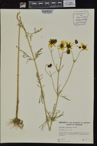 Coreopsis tinctoria image