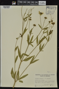 Coreopsis tripteris image