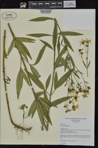 Coreopsis tripteris image