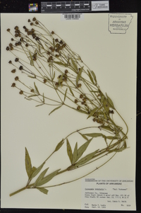 Coreopsis tripteris image