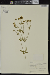 Coreopsis tripteris image