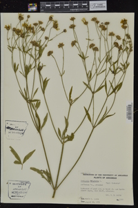 Coreopsis tripteris image