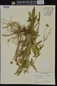 Coreopsis tripteris image