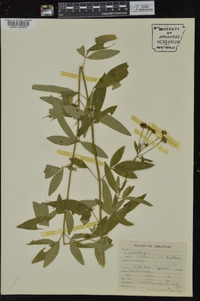 Coreopsis tripteris image