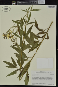 Coreopsis tripteris image