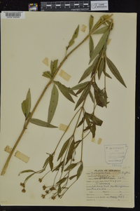 Coreopsis tripteris image