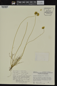 Coreopsis californica image