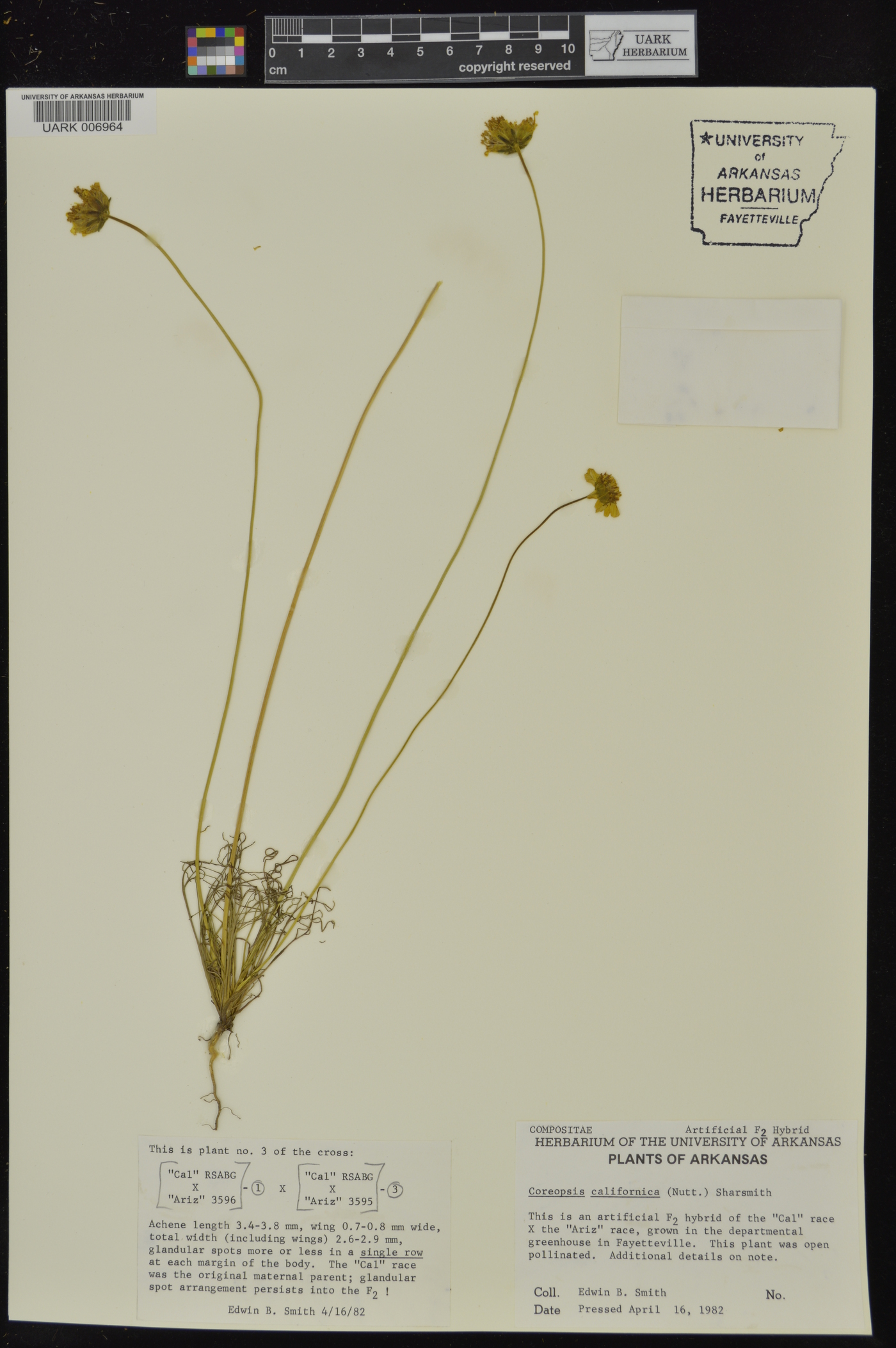 Coreopsis californica image