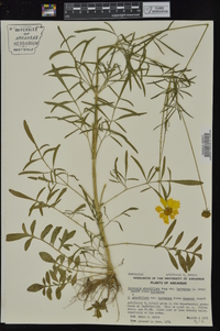 Coreopsis grandiflora var. harveyana image