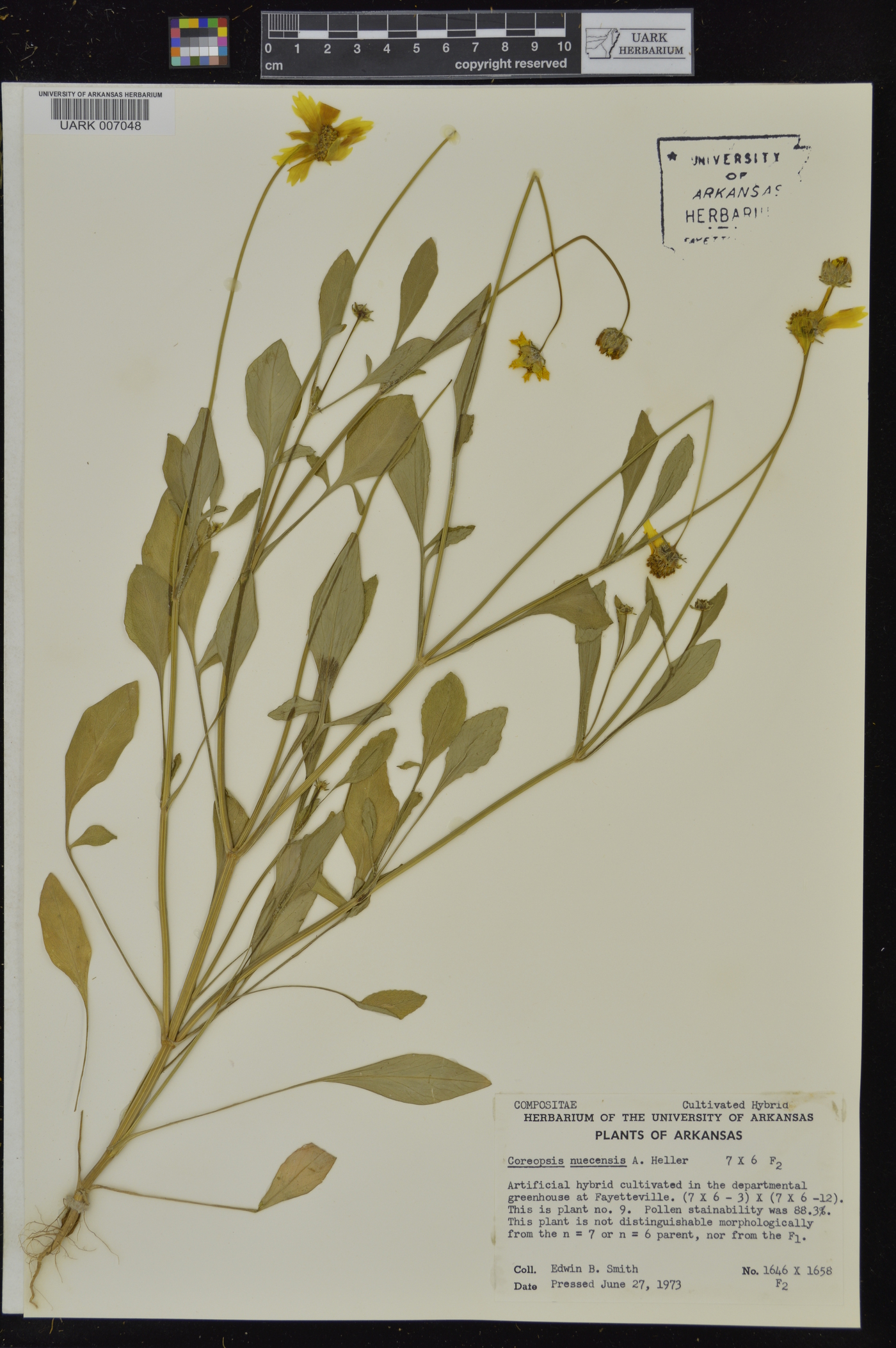 Coreopsis nuecensis image