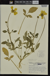 Coreopsis nuecensis image