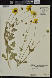 Coreopsis basalis image