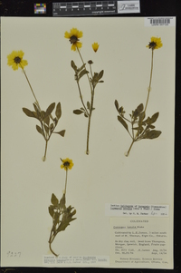 Coreopsis basalis image