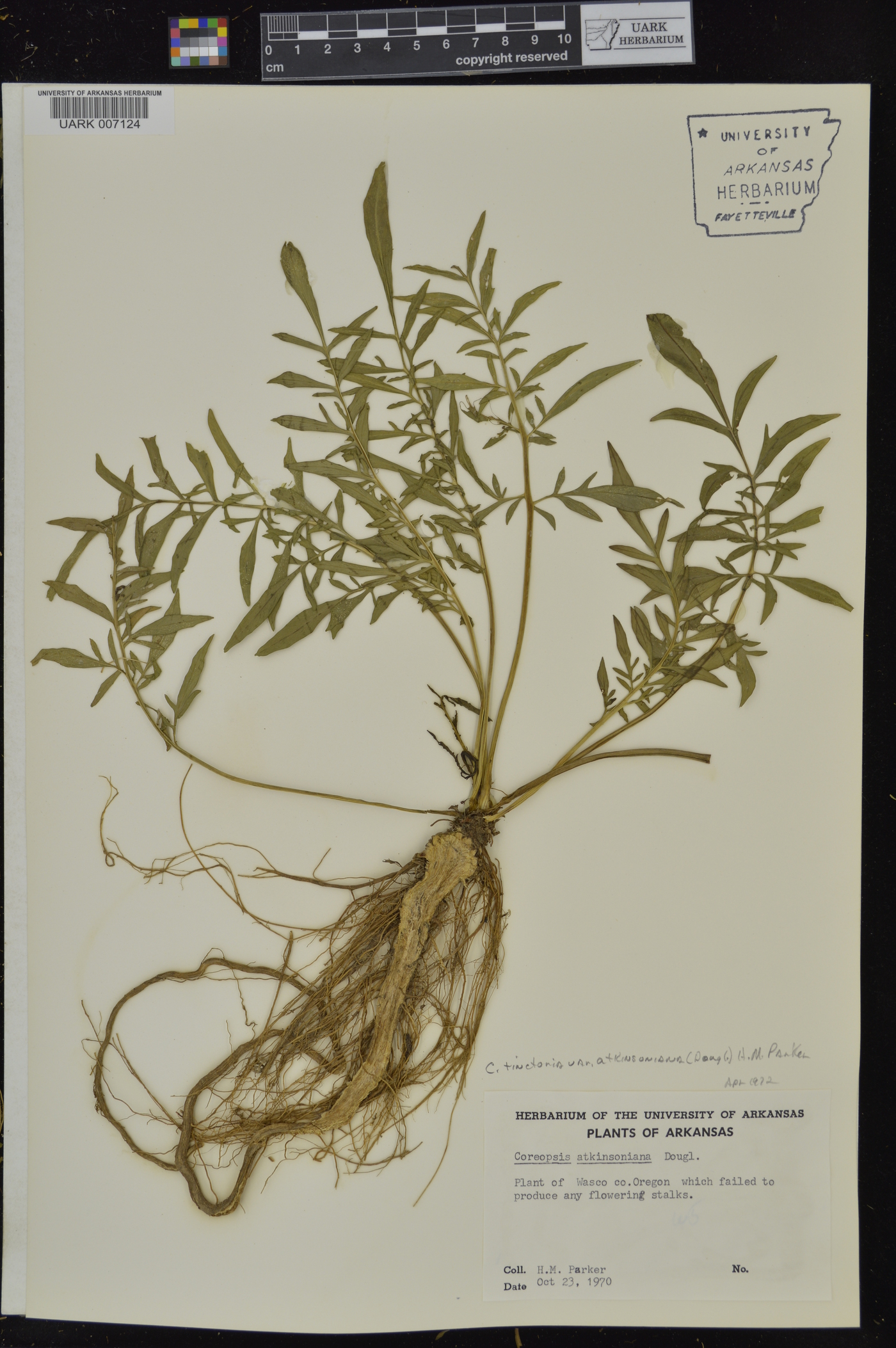 Coreopsis tinctoria var. atkinsoniana image