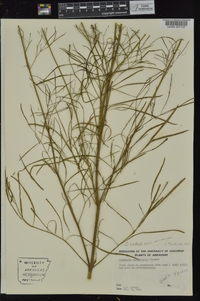 Coreopsis tinctoria var. tinctoria image