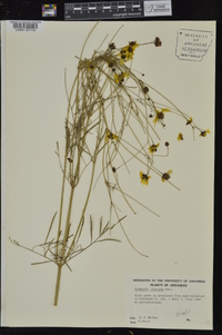 Coreopsis tinctoria image