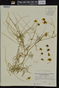 Coreopsis wrightii image