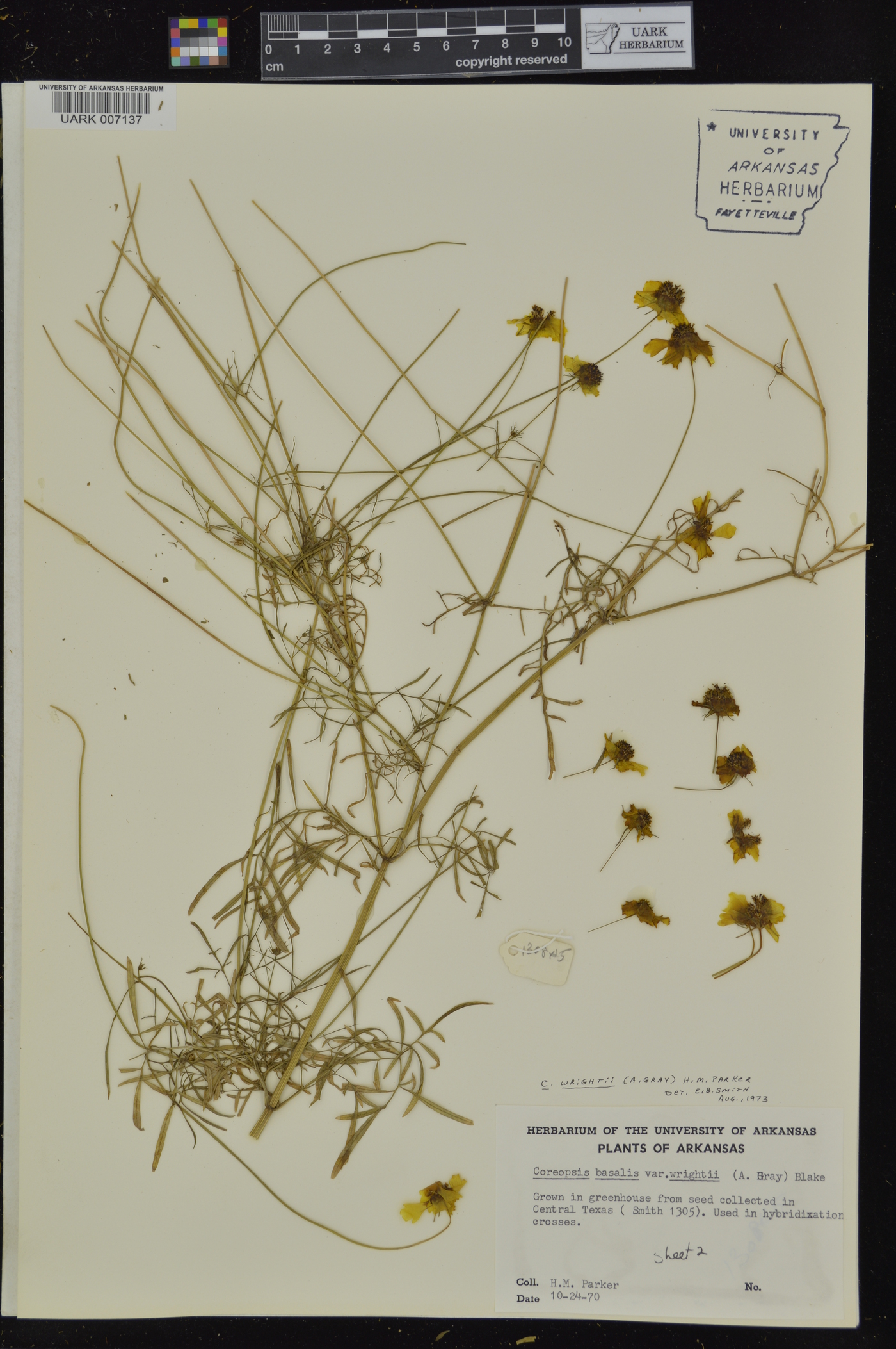 Coreopsis wrightii image