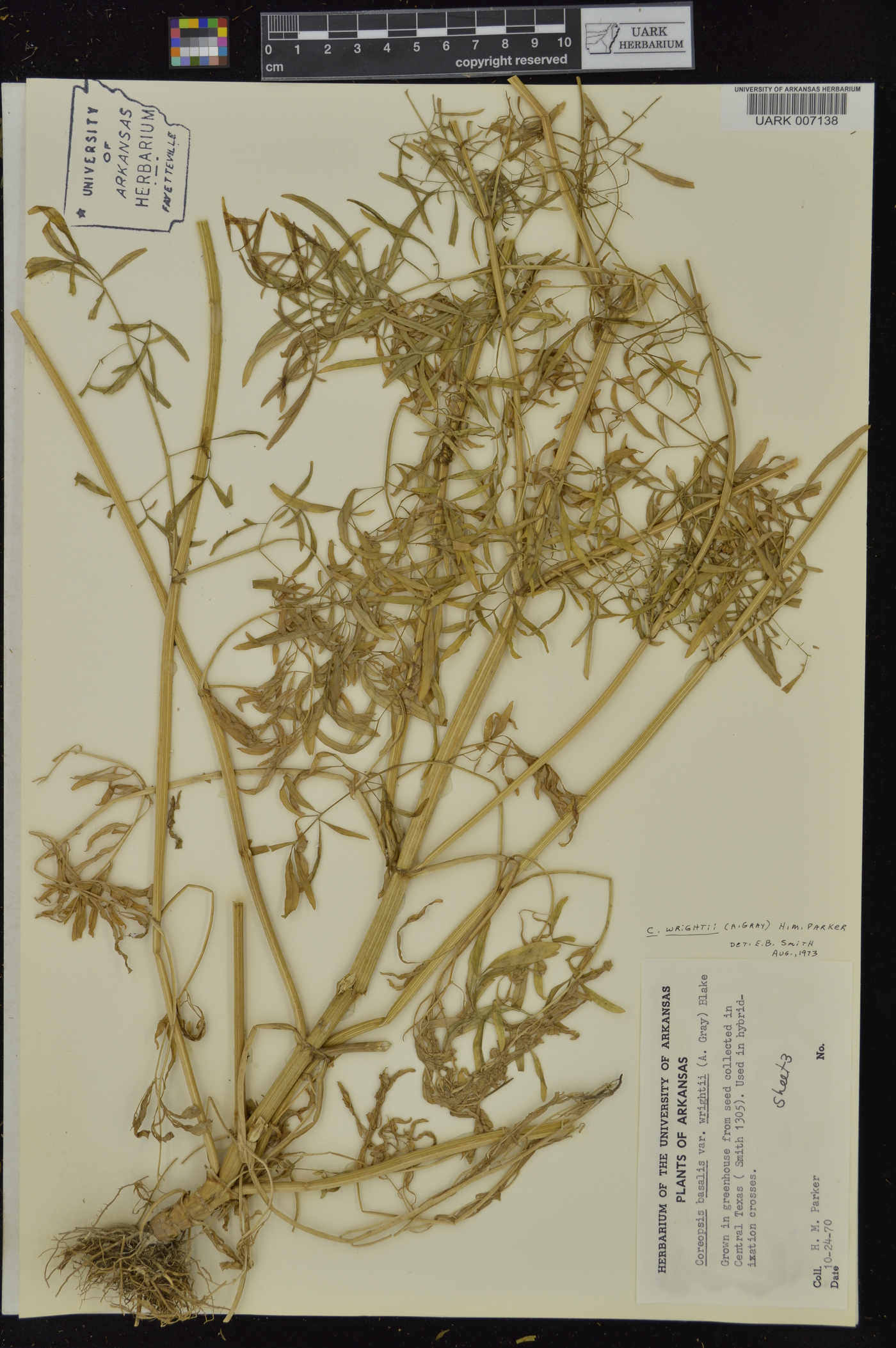 Coreopsis wrightii image