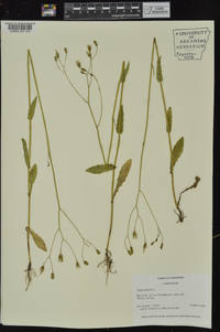 Crepis pulchra image