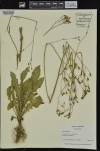 Crepis pulchra image