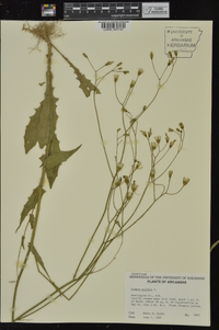 Crepis pulchra image