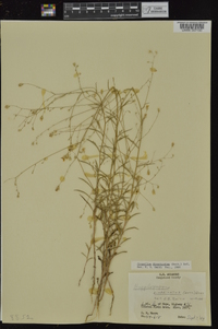 Croptilon divaricatum image